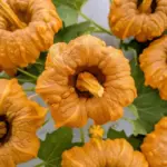 Healthy Pumpkin Blossoms